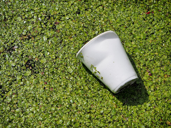Should Your Business be Using Biodegradable Cups?